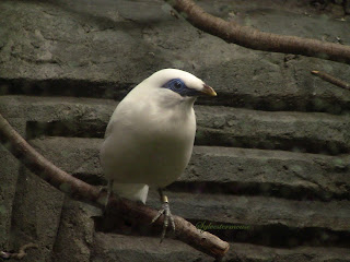 Bali Starling Photo by Sylvestermouse