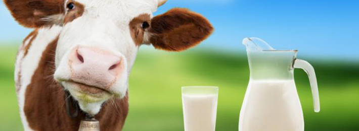 High Fat or Low Fat Milk. Which one is good ?