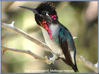Bee Hummingbird adalah burung terkecil didunia