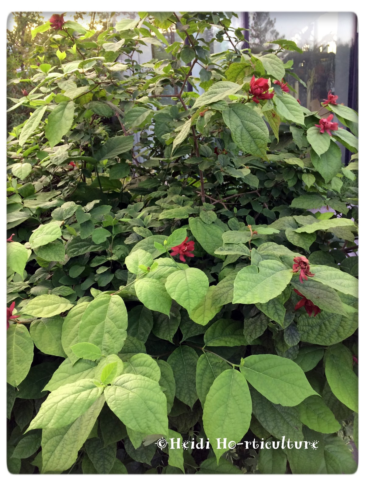 Raleigh Daily Photo Sweet Shrub
