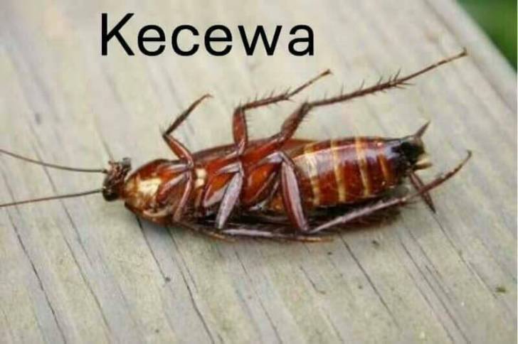 25 Meme Lucu 'Plesetan Benda' Ini Kocaknya Bikin Kriuk ...