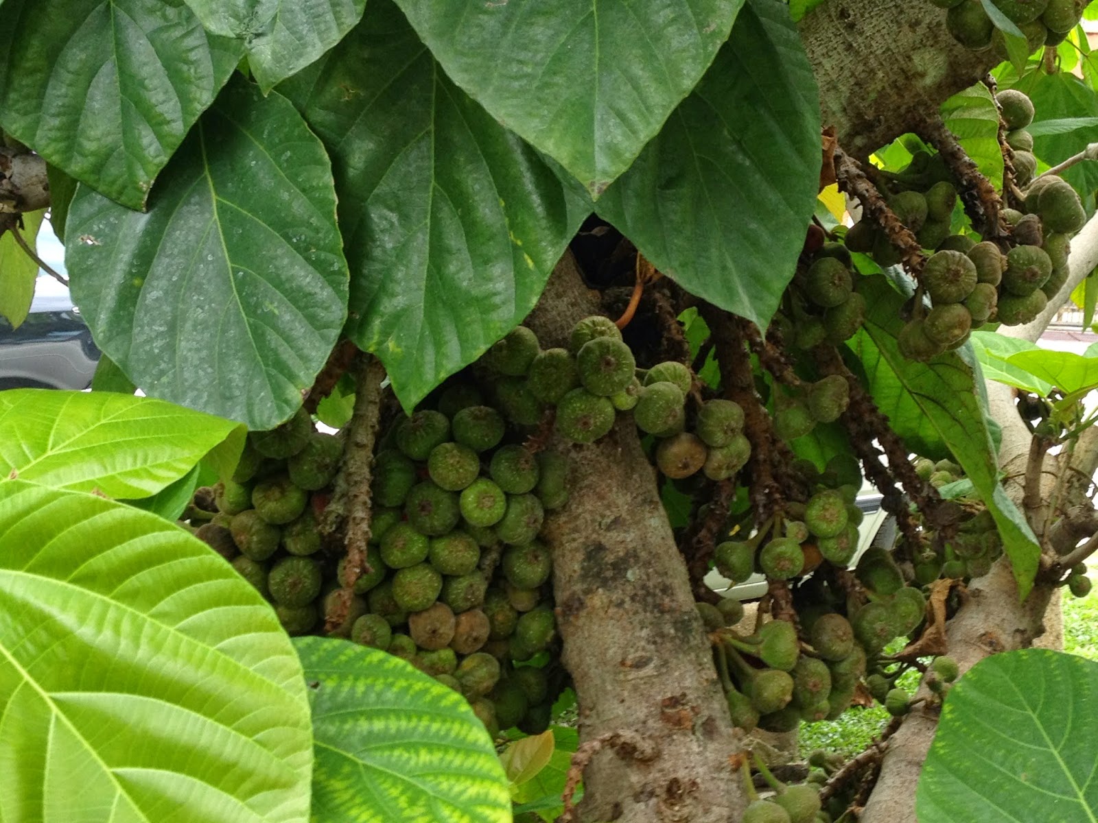 Swiftlet Farming Million Dollars A Year Potential. A Very