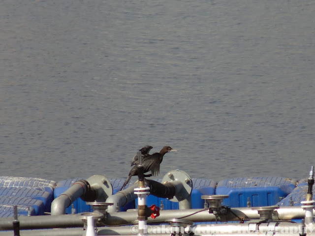 Cormorants at Katraj Lake