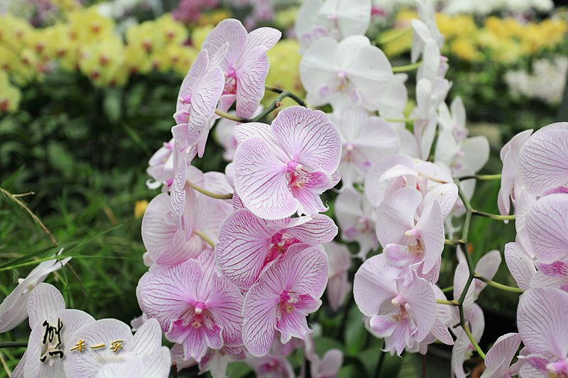 蘭科植物園蘭花溫室