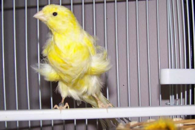 burung kenari frill burung kenari frill