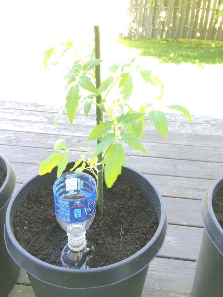 DIY for the average DIY deep root watering system for potted plants