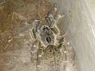 spider dream meaning spider dream meaning