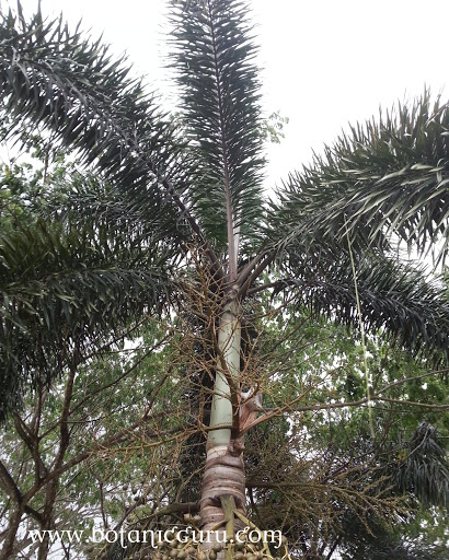 Wodyetia bifurcata, Foxtail Palm tree