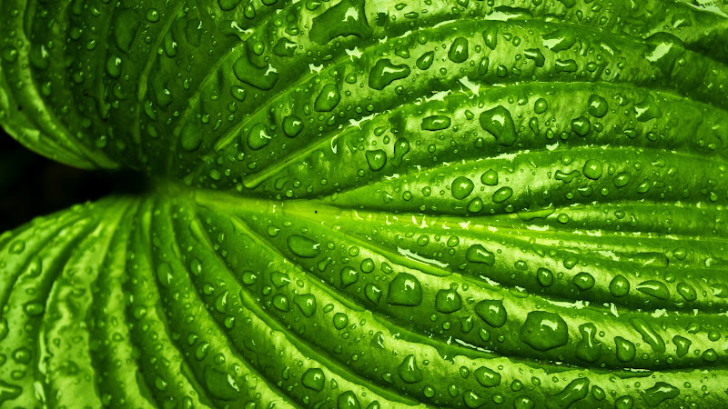 Green Leaf with Rain Drops