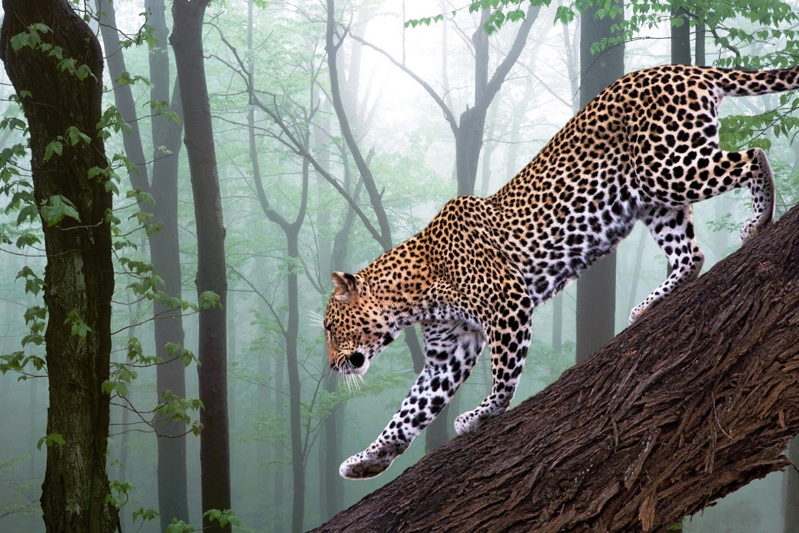 Free Desktop Wallpaper Hd 4k Pc