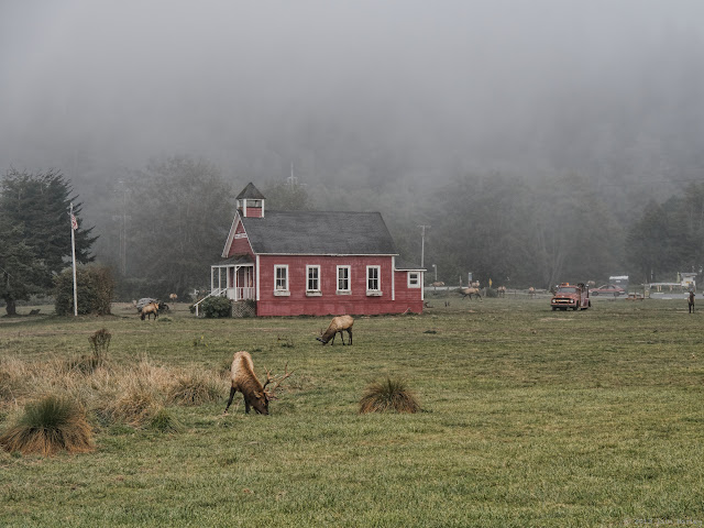 Elk around schoolhouse Elk around schoolhouse