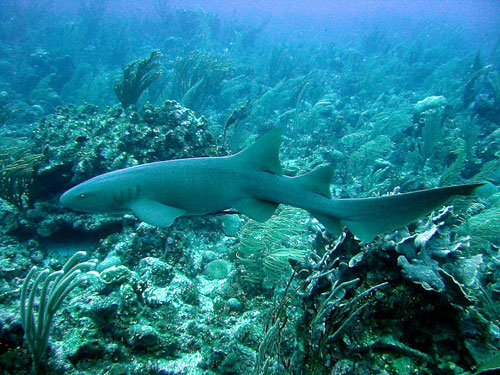 Grand Cayman Diving JJDivers Blog Grand Cayman Diving JJDivers Blog