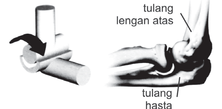 Sendi engsel Sendi engsel
