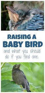 crackle the grackle life with moore babies crackle the grackle life with moore babies