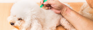 Remedios contra pulgas más eficaces para perros, Frontline Plus para perros: uno de los remedios contra pulgas más efectivos para perros
