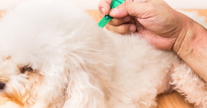 Effizienteste Flohmittel für Hunde, Frontline Plus für Hunde Eines der