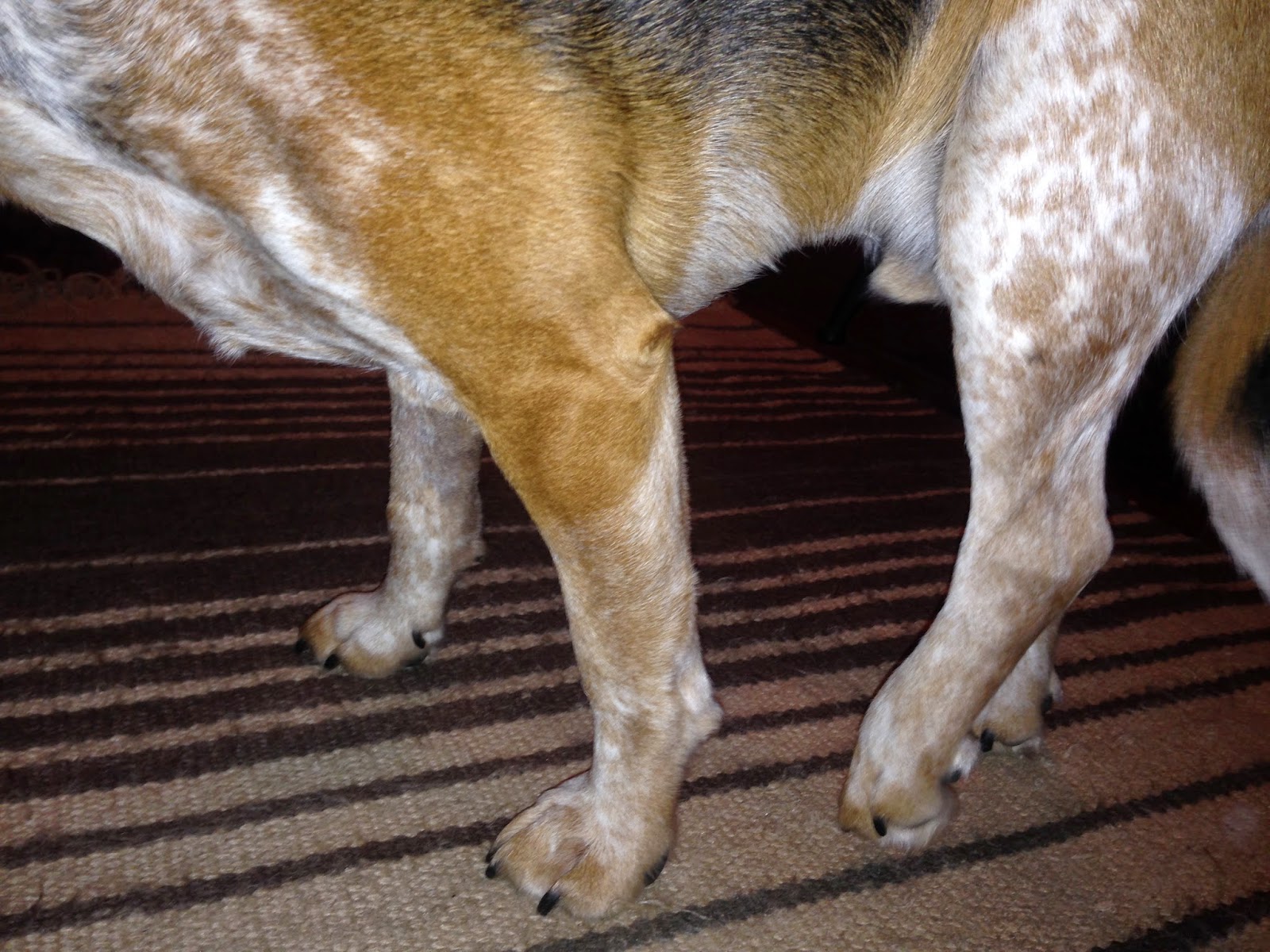 Diary Of A Real Life Veterinarian Understanding And Diagnosing The 