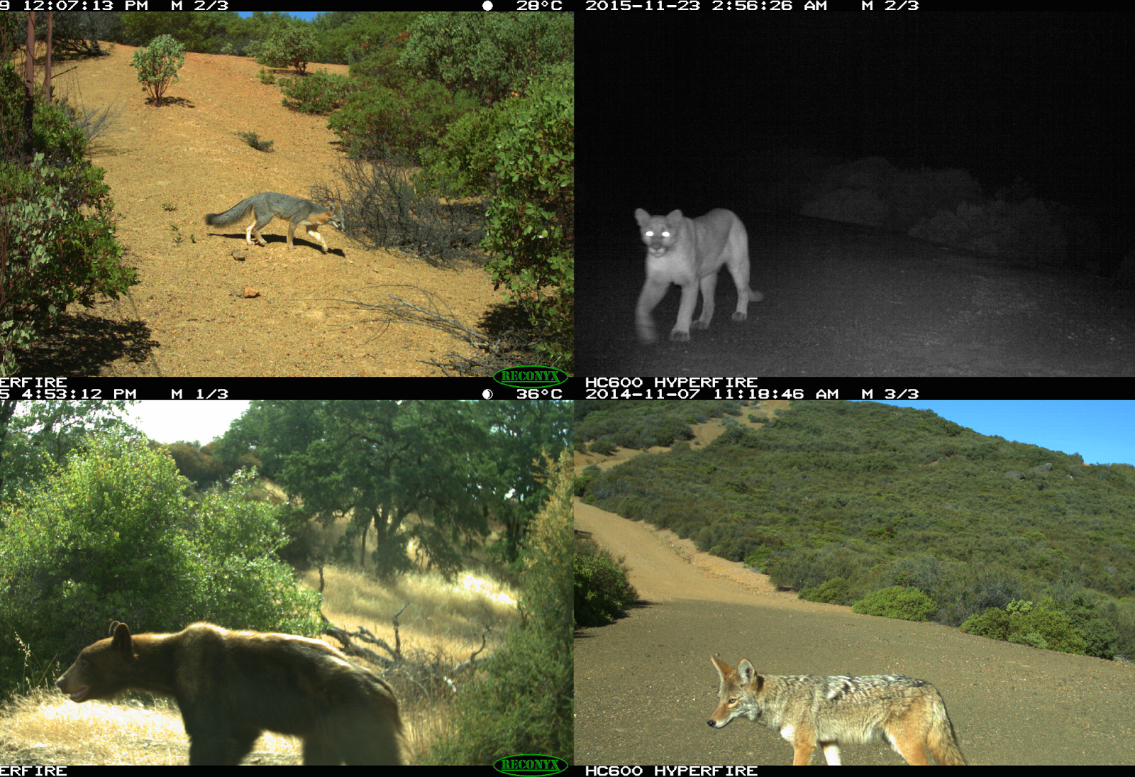the populations of most carnivore species in california are rising including these seen on camera traps at the hopland research and extension center the populations of most carnivore species in california are rising including these seen on camera traps at the hopland research and extension center