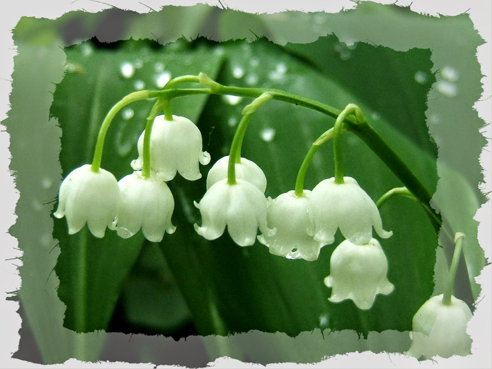 acafc: Ce brin de muguet pour vous apporter du bonheur