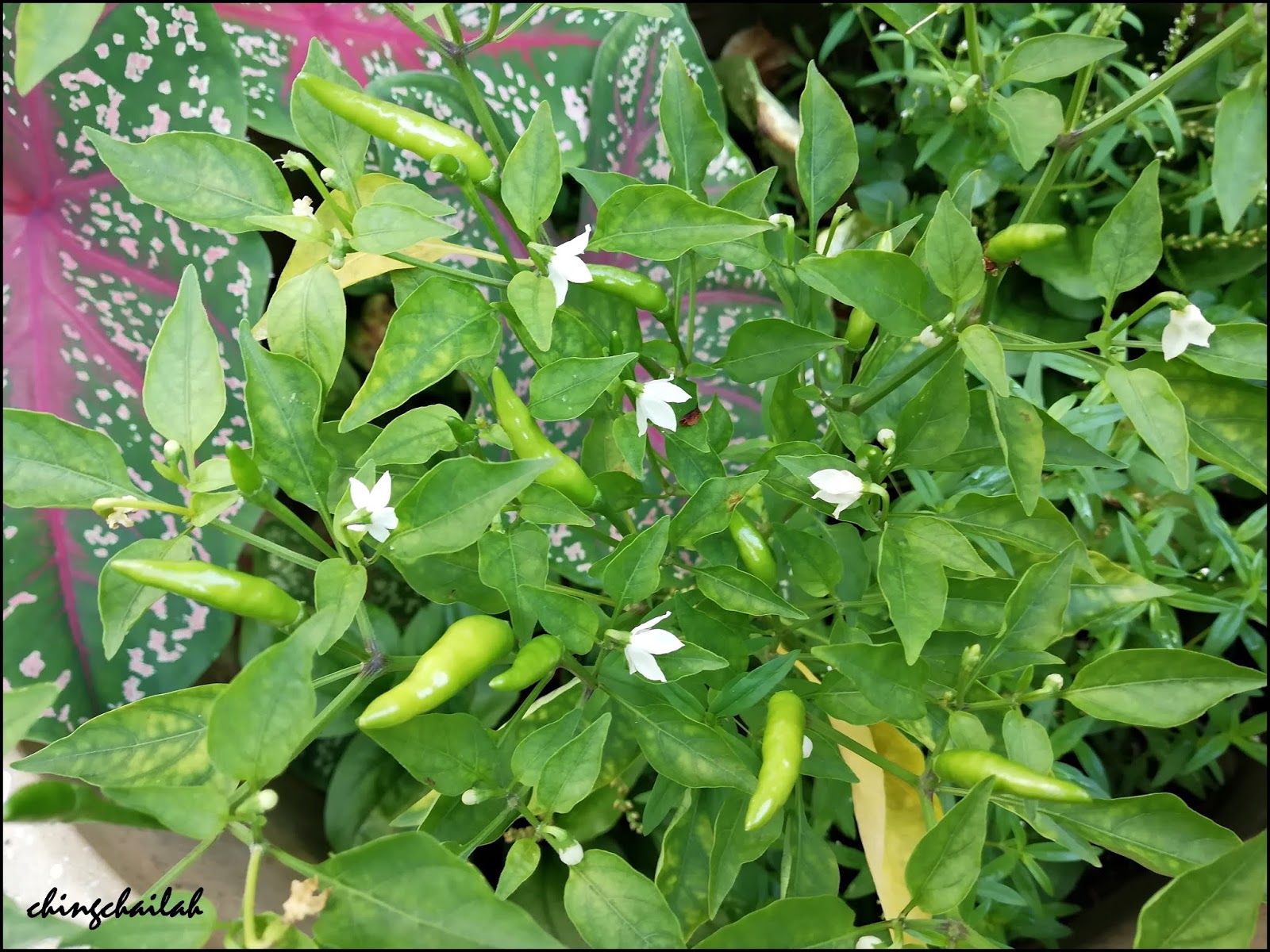 Simple Living In Nancy The Chili Plants Growing In My Garden
