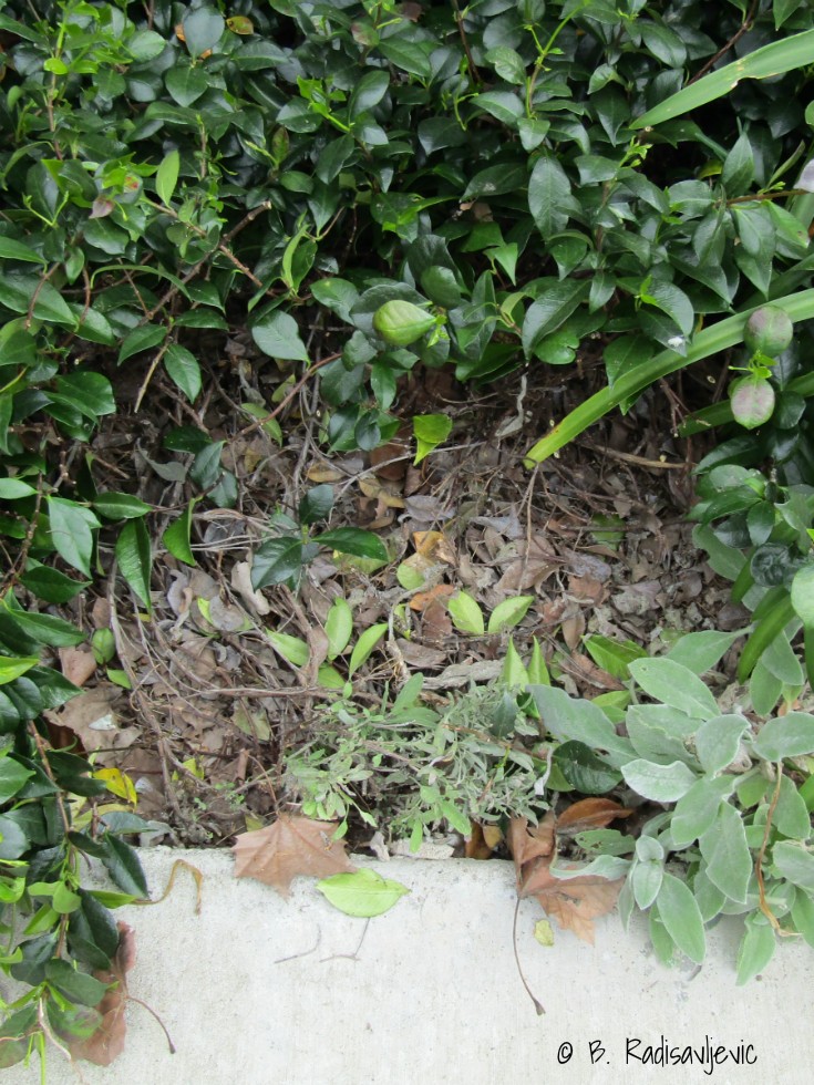 I pruned the jasmine that was covering the Spanish Sage and also thinned the Lamb's Ears that were trying to smother it. Garden Tasks Finished before Storm