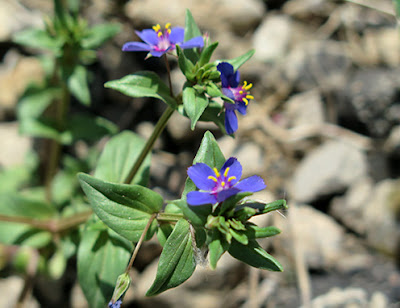 Hierba de la pulmonía (Anagallis foemina) flor silvestre azul