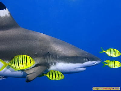 Shark HD Wallpaper For Desktop Shark HD Wallpaper For Desktop