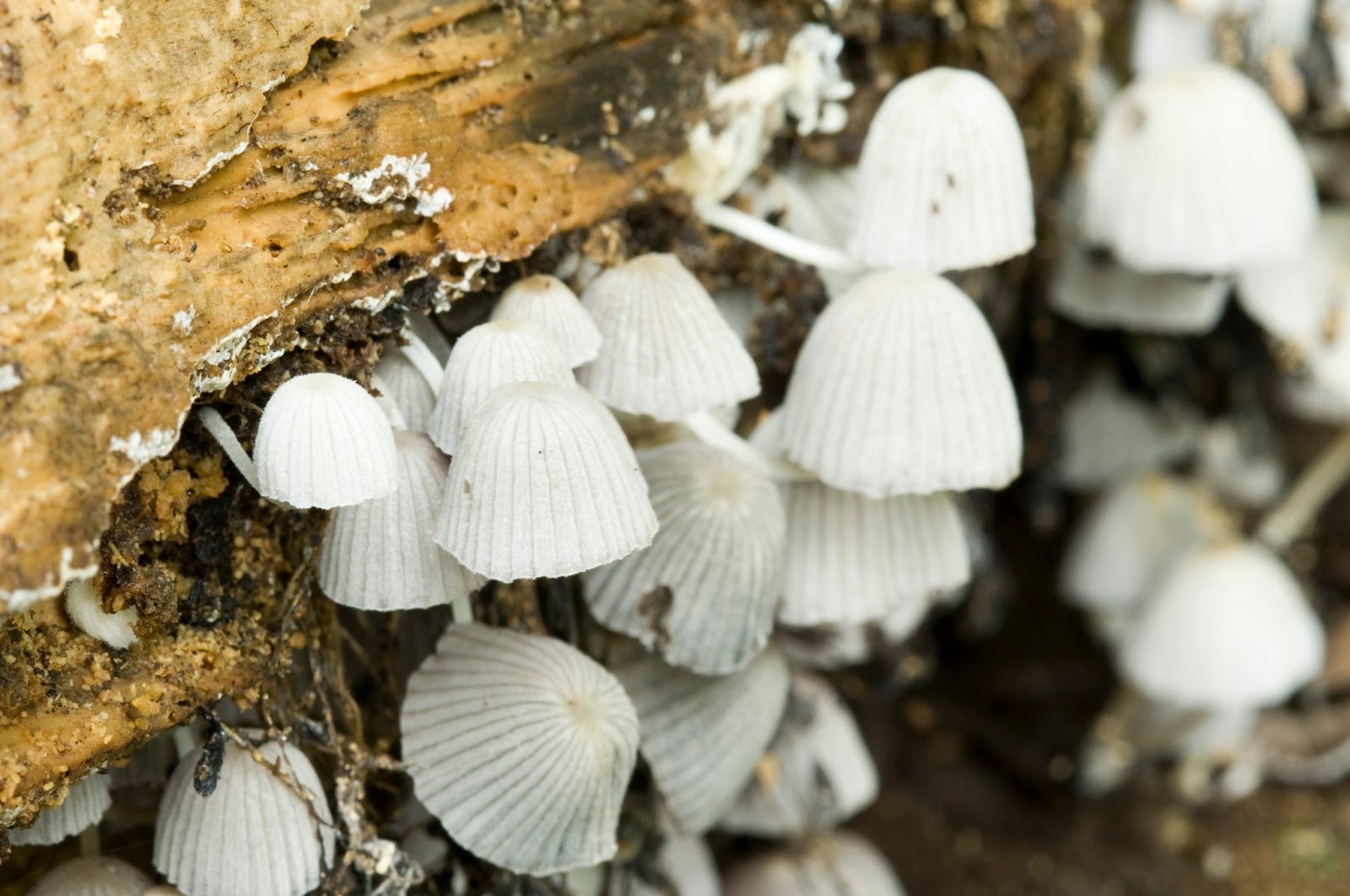 The 3 Foragers Foraging for Wild, Natural, Organic Food Mushrooms of