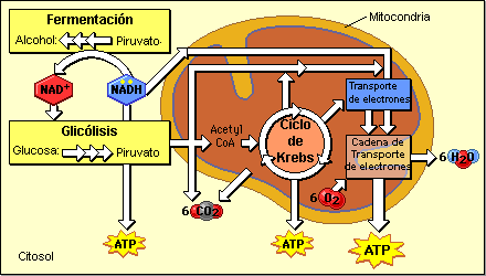 El estrés y definicion de metabolismo basal