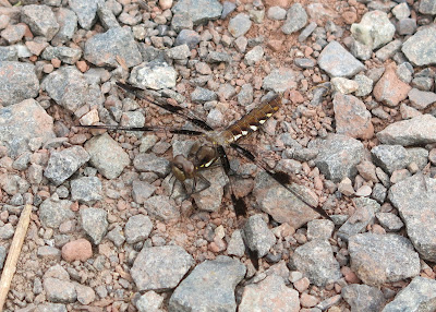 juvenile Common Whitetail Dragonfly, Friday, June 03, 2016, 9:36:57 AM
