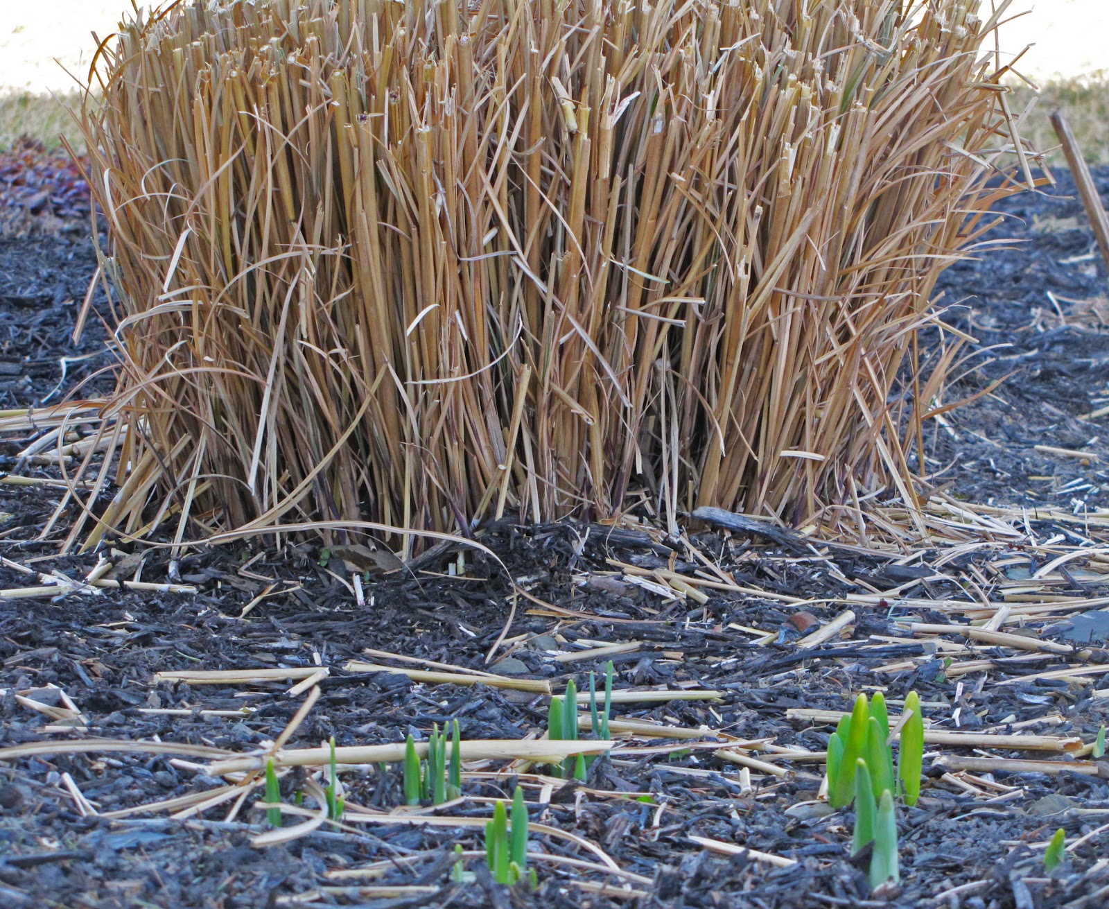 Time to cut back the ornamental grasses SelfSufficiency Before It