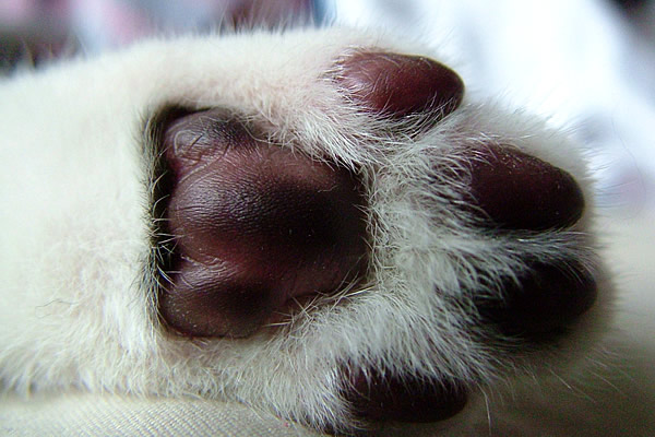 In Sync Exotics Cat  Tales Let s Pause for the Cat s Paw  