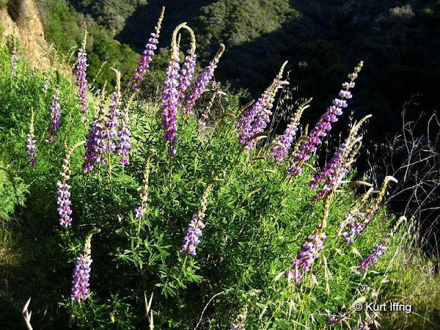 Blue Lupines usually grow at higher elevations, but they can be found near the Kelsey Mine.