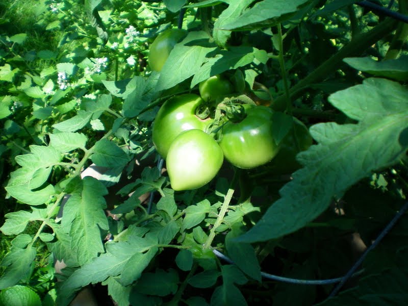 Always CraveCute July 2012