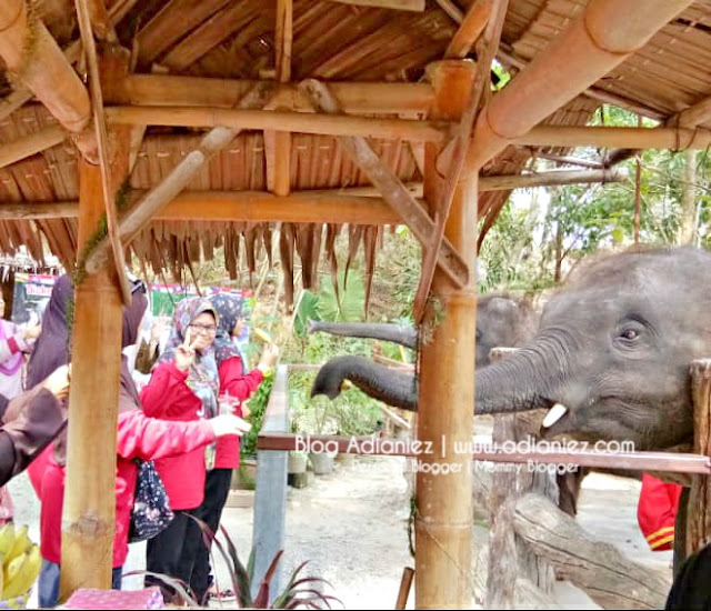 Chang Puak Camp, Hatyai ::: Pengalaman Menggerunkan Bila Naik Gajah !