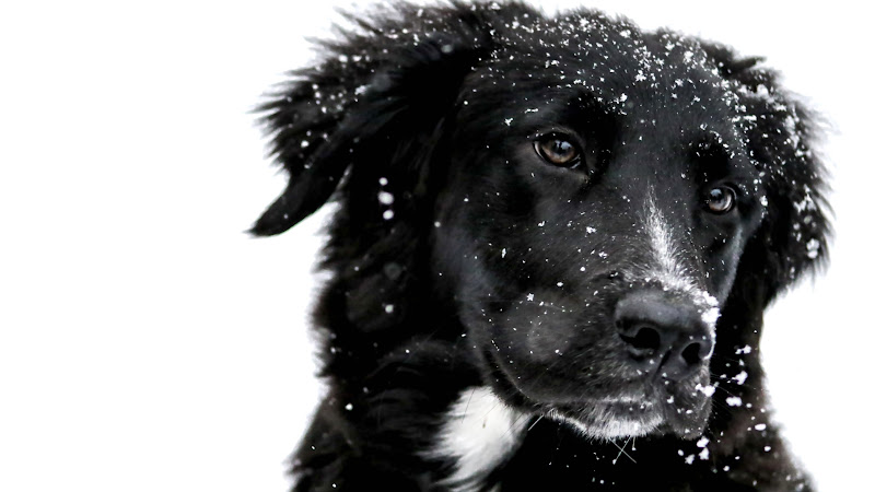 Snowing over the Cute Black Dog