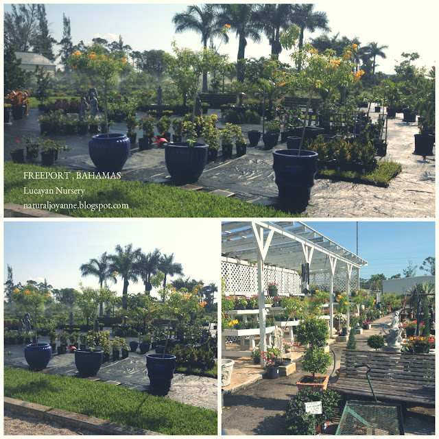 NaturalJoyanne Plant Nursery Freeport, Bahamas Lucayan Nursery