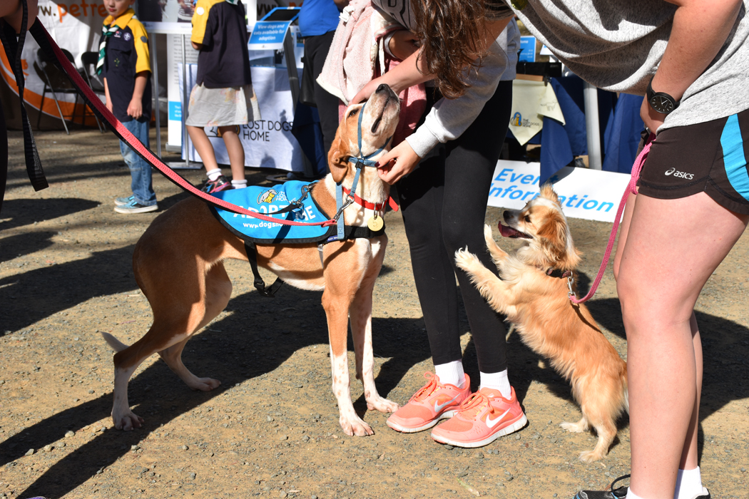Lost Dogs Home Campaspe Lost Dogs Home Campaspe