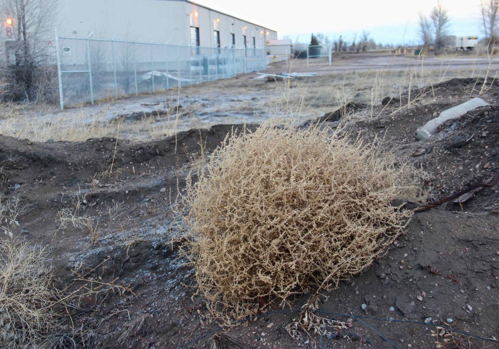 Urban Plants, Urban Rocks Street Plants Tumbleweeds Come to Town