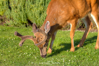 Deer Pender Island Poets Cove