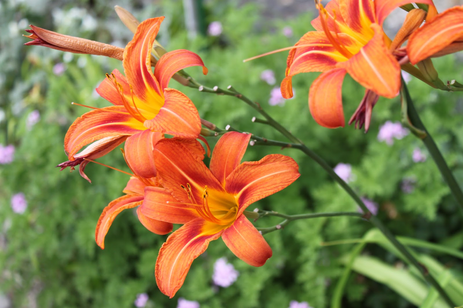 Aggie Horticulture Goes To Italy Tiger Lily