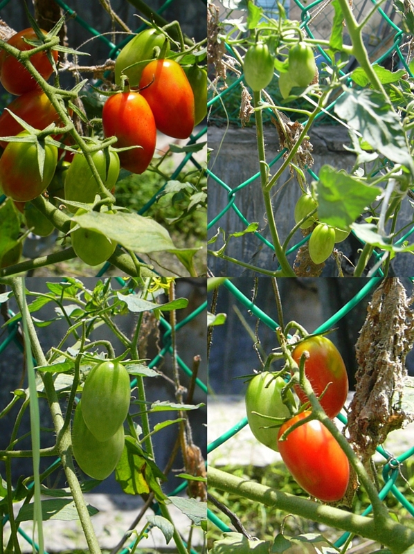 TanamSendiri.com -- Grow Your Own: Gambar Hari Ini ...