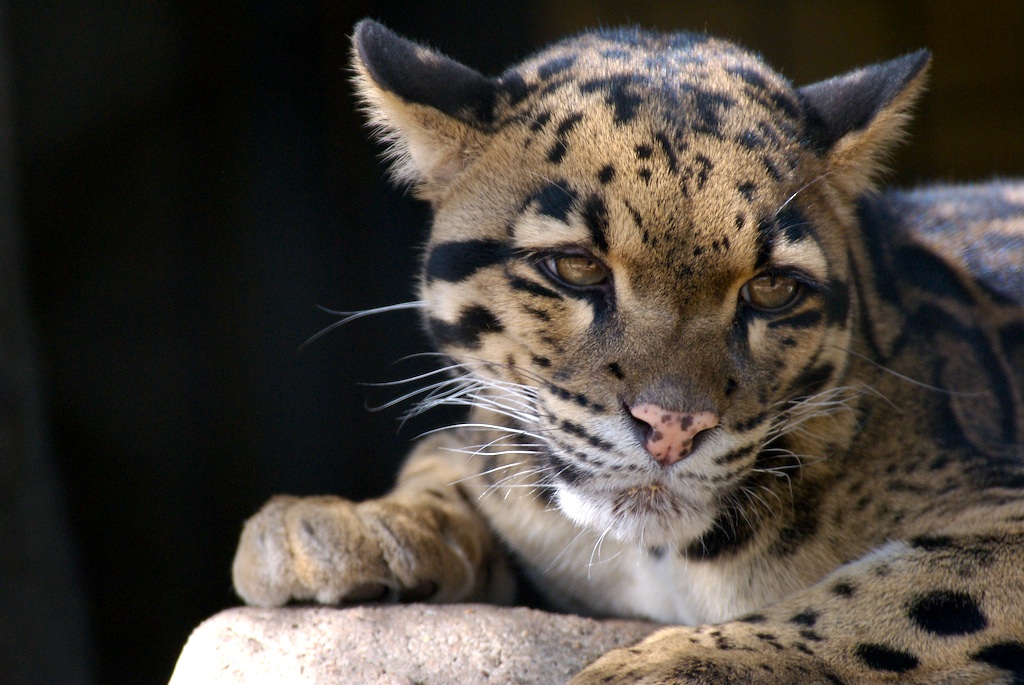 The last Big Cat in our series today is the Clouded Leopard: