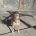 BARREIRAS: CÃO DESAPARECIDO