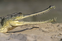 gavial, the crocodile of India
