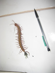 centipede giant kitts st