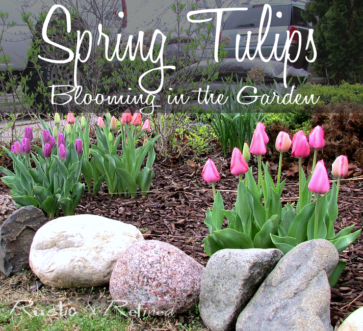 Spring tulips in late spring
