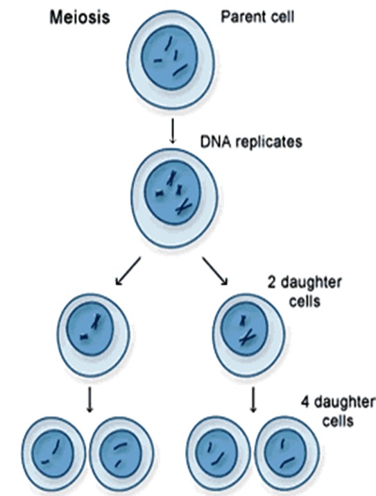 Первая дочерняя клетка. Мейоз. Процесс деления клеток опухоли. Деление клетки картинки. Нарушение гаметогенеза.