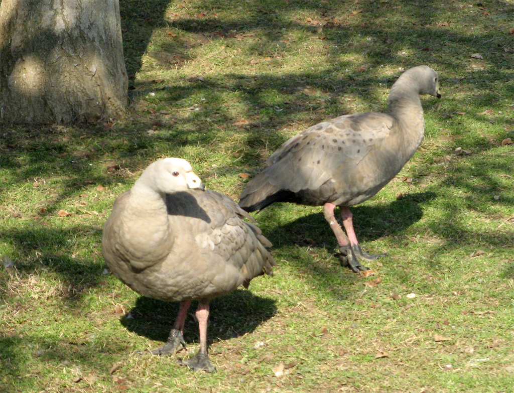 Le Querce Gemelle: NUOVI ARRIVI: Oche Ceriopsis e Polli Appenzeller 1 euro oche 2000