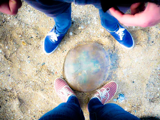Geelong Jellyfish Geelong Jellyfish